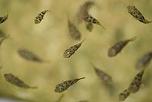 Dwarf pufferfish shoaling in the wild, seen from above Carinotetraodon travancoricus shoaling.jpg