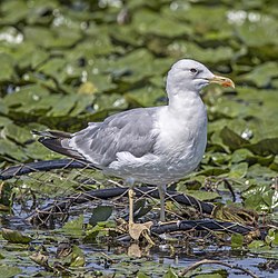 Caspian gull (Larus cachinnans) summer Danube delta.jpg