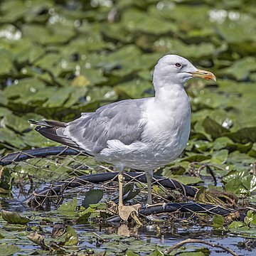 Caspian gull