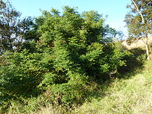 Cassinopsis ilicifolia, габитус, c, Louwsburg.jpg