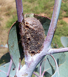 The tough brown cocoon of an emperor gum moth Caterpillars cocoon.jpg