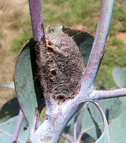 The tough brown cocoon of an emperor gum moth