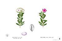 Catharanthus roseus