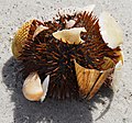 Live sea urchin with shells