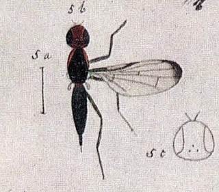 <i>Cephalia nigripes</i> Species of fly