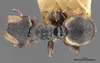 <i>Cephalotes goeldii</i> Species of ant