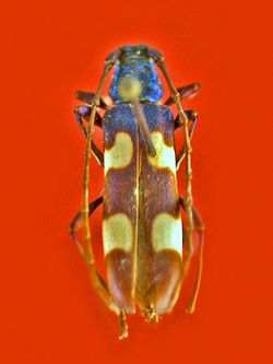 Cerambycidae - Anubis suboptusus. 
 JPG