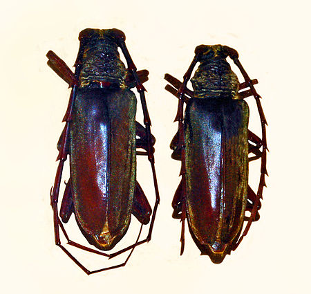 Neoplocaederus_fucatus