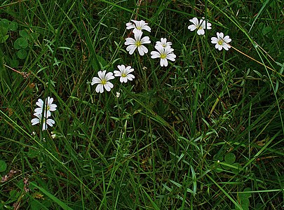 Cerastium arvense Habitus