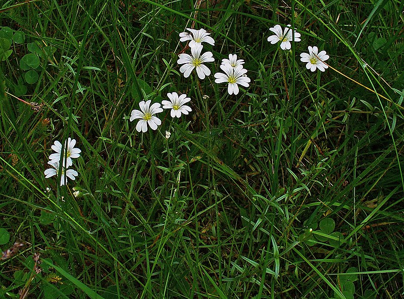 File:Cerastium arvense 001.JPG