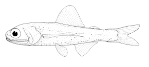 Afbeeldingsbeschrijving Ceratoscopelus warmingii (Warming's lantaarnvis) .gif.