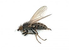 Chamaemyia spec. (Chamaemyiidae) - (female imago), Arnhem, the Netherlands.jpg