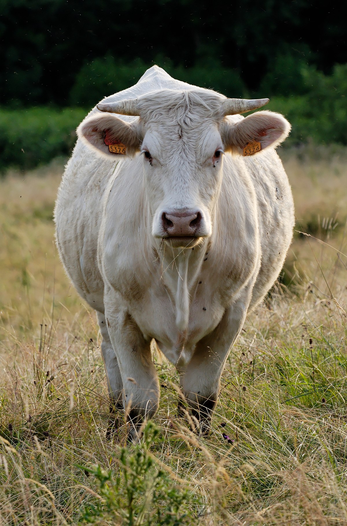 Nhìn con bò đang nằm lười nhác trên đồng cỏ, bạn sẽ cảm thấy thư giãn và bình yên. Chú ấy là một loài động vật hiền lành và đáng yêu, đừng bỏ lỡ cơ hội chứng kiến sự đáng yêu của con bò.