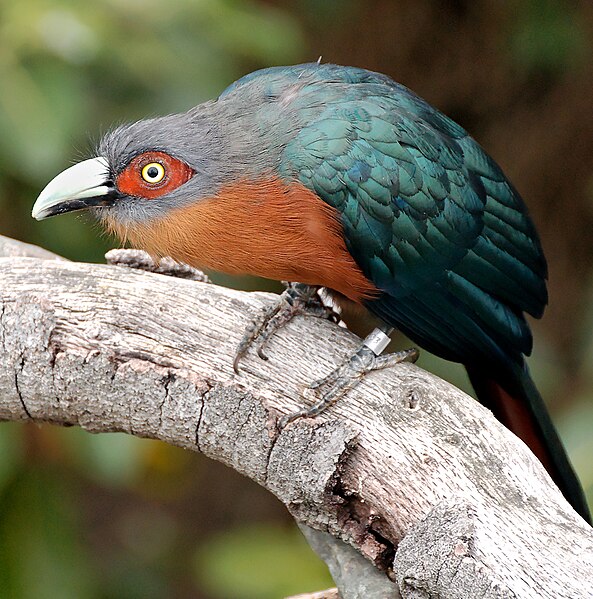 The chestnut-breasted malkoha is typical of the Phaenicophaeinae in having brightly coloured skin around the eye.
