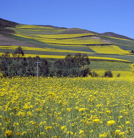 Tập_tin:China.rapeseed.fields.JPG