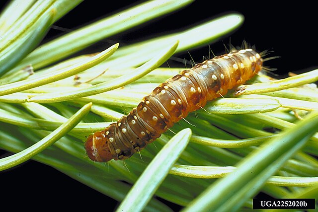 Choristoneura fumiferana larva