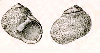 <i>Chrysostoma</i> Genus of gastropods