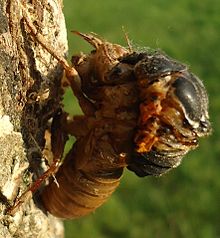 Cicada climbing out of its exoskeleton while attached to tree Cicada climbing out of its exoskeleton while attached to tree.jpg
