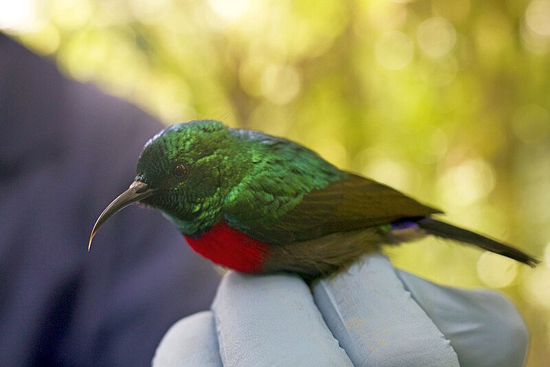 File:Cinnyris minullus, male.jpg