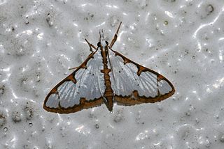 <i>Cirrhochrista brizoalis</i> species of insect