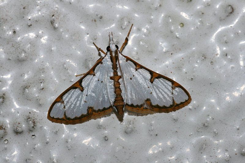 File:Cirrhochrista aff. brizoalis (Crambidae Pyraustinae).jpg