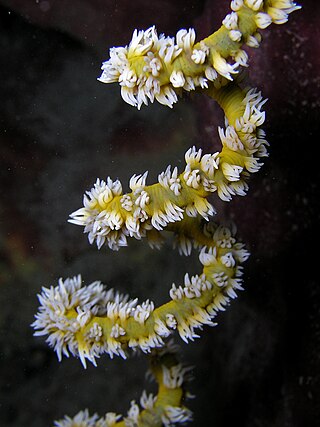 <i>Cirrhipathes</i> Genus of corals