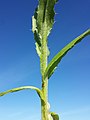 Stem with leaves