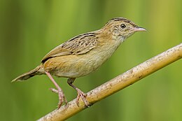 Szuharbújó (Cisticola juncidis)