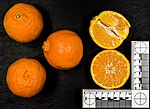 Vorschaubild für Clementine (Frucht)