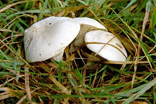 <i>Clitopilus prunulus</i> Species of fungus