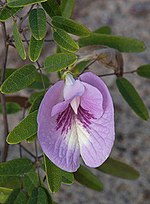 Thumbnail for Clitoria fragrans