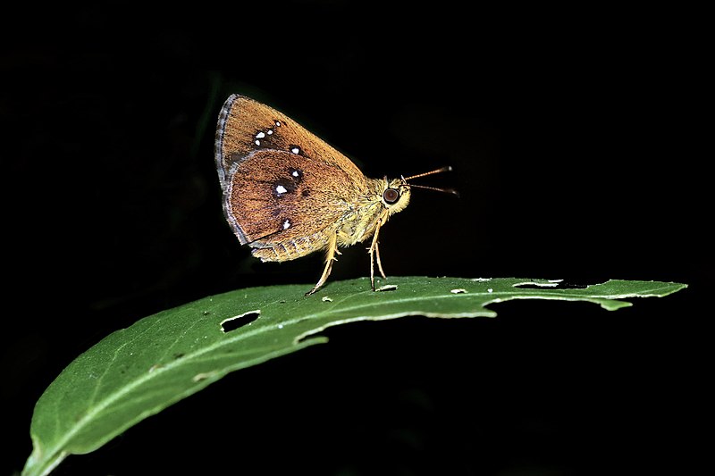 File:Close wing posture perching on a leaf by Iambrix salsala (Moore, 1866) - Chestnut Bob WLB IMG 7219 1.jpg