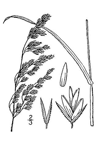 <i>Festuca paradoxa</i> Species of grass