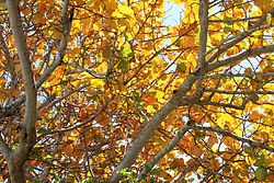 Coccoloba uvifera yellow leaves 2.JPG