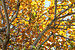 Coccoloba uvifera yellow leaves 2.JPG