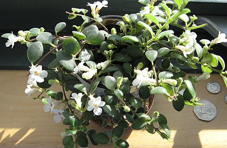 Codonanthe_carnosa