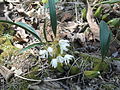 Coelogyne breviscapa