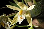 Vignette pour Coelogyne taronensis