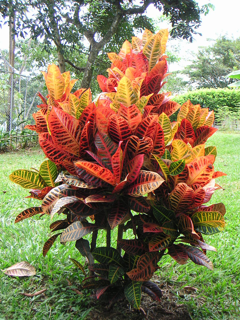 different types of croton plants