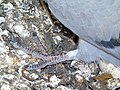 Columba livia domestica 6/5/19