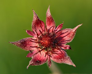 Comarum palustre - Niitvälja bog.jpg