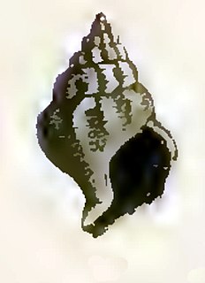 <i>Comitas crenularoides</i> extinct species of sea snail