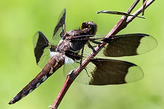 <i>Plathemis</i> Genus of dragonflies