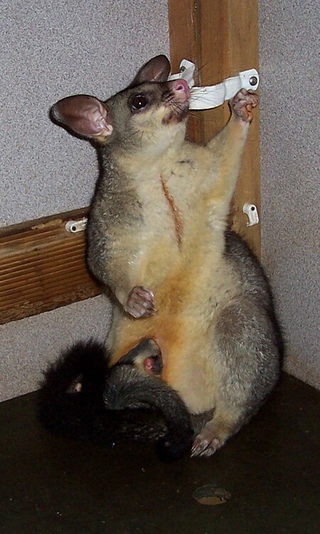 Common Brushtail Possum.jpg