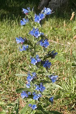 Common Viper's Bugloss (Echium vulgare)