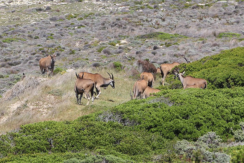 File:Common elands at Cape of Good Hope 01.jpg