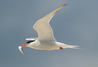 <span class="mw-page-title-main">Common tern</span> Migratory seabird in the family Laridae with circumpolar distribution