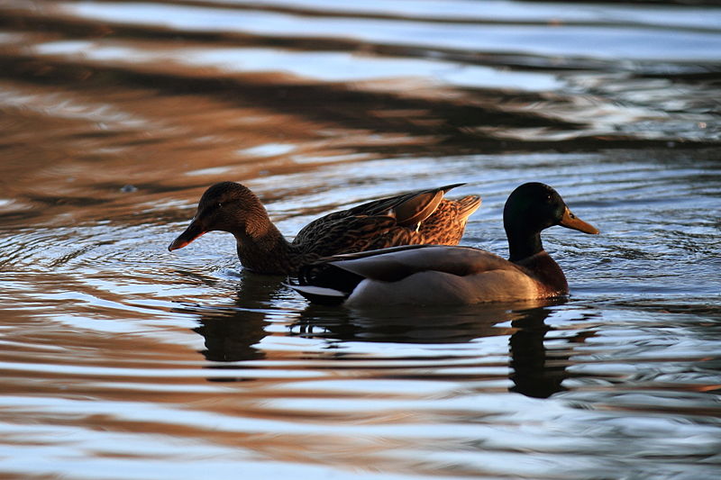 File:Compans lake - Anas platyrhynchos 02.JPG