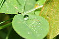 * Nomination: Dew droplets --ComputerHotline 10:39, 28 October 2009 (UTC) * * Review needed