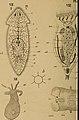 Contributions to the fauna of the New York Croton water - microscopial observations during the years 1870-'71 (1872) (20680740492).jpg